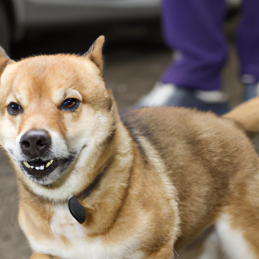 Shiba Inu – Den fuldstændige guide til den populære hunderace